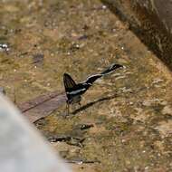 Image of Green Dragontail Butterfly