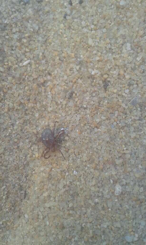 Image of Kangaroo tick