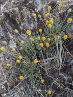 Erigeron bloomeri A. Gray resmi