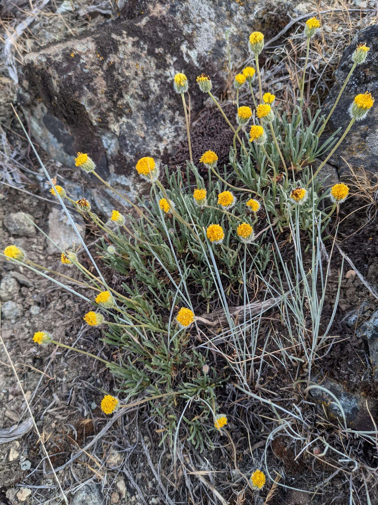 Image de Erigeron bloomeri A. Gray