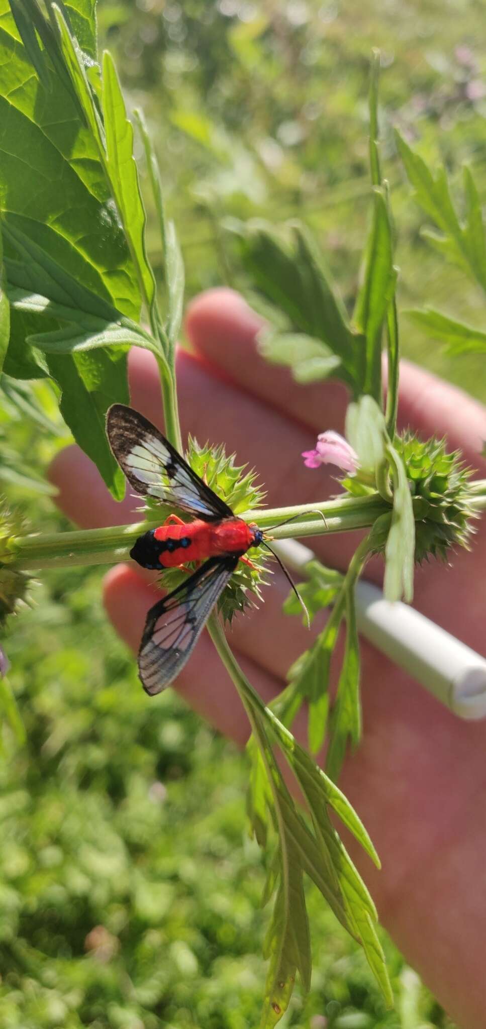 Слика од Cosmosoma myrodora Dyar 1907