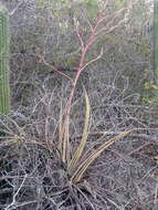 Image of Tillandsia huamelulaensis Ehlers