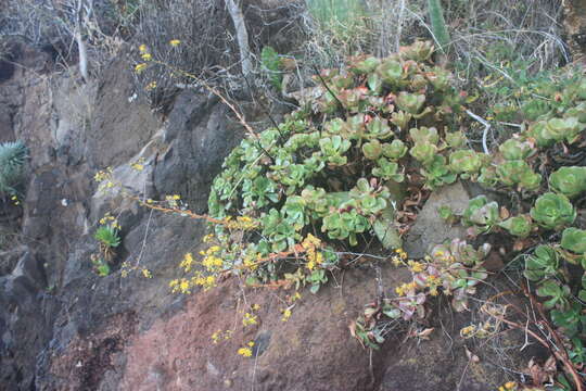 Image of Aeonium glutinosum (Ait.) Webb & Berth.