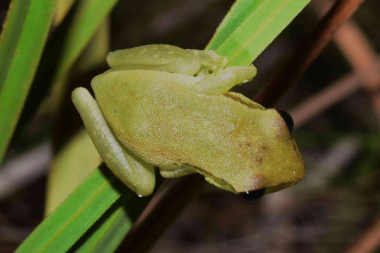 Sivun Scinax boesemani (Goin 1966) kuva