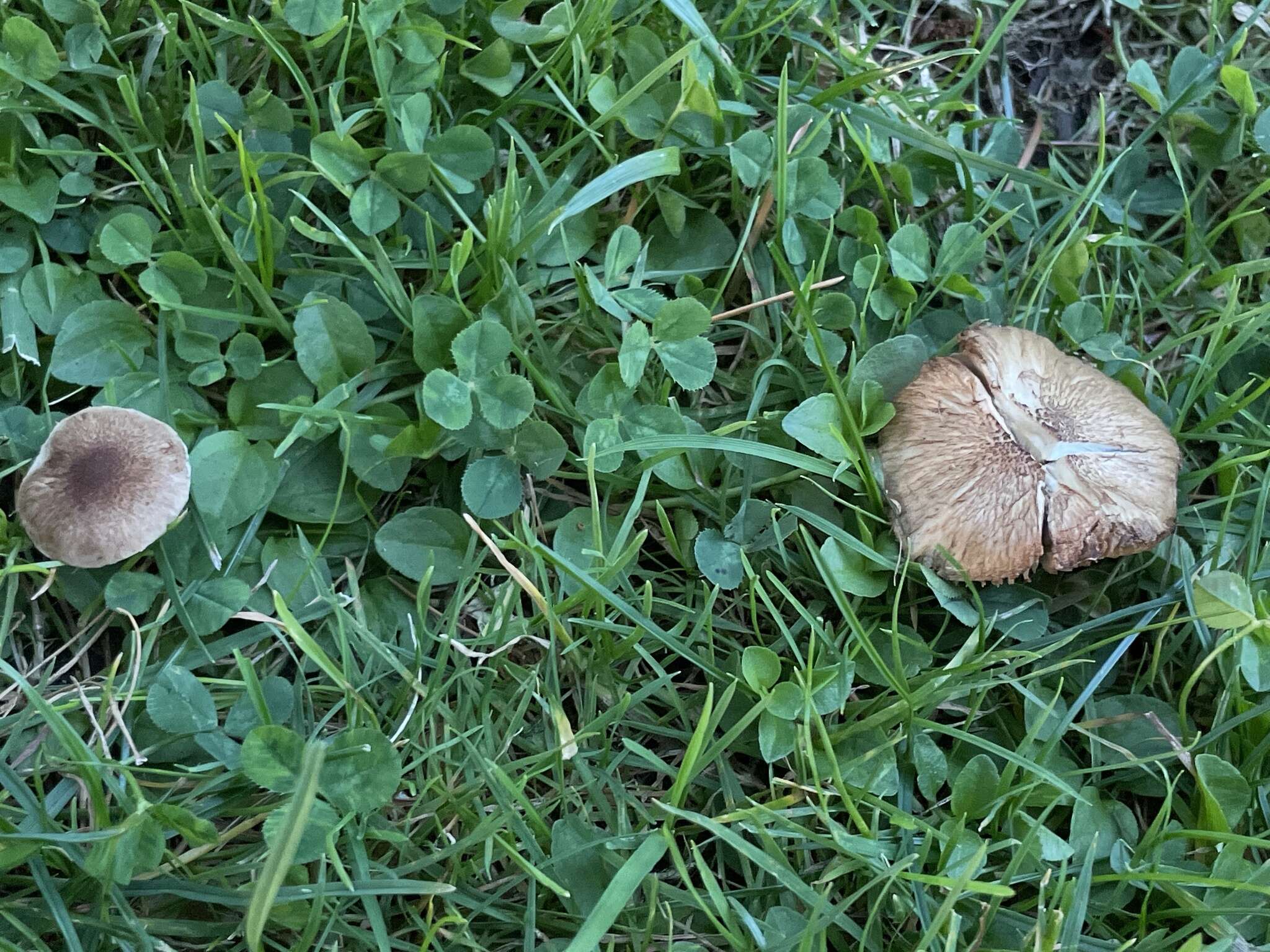 صورة Inocybe curvipes P. Karst. 1890