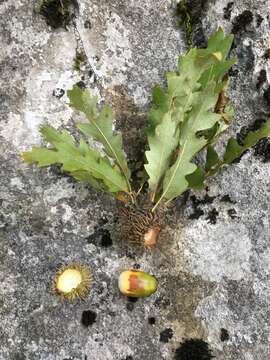 Image of European turkey oak