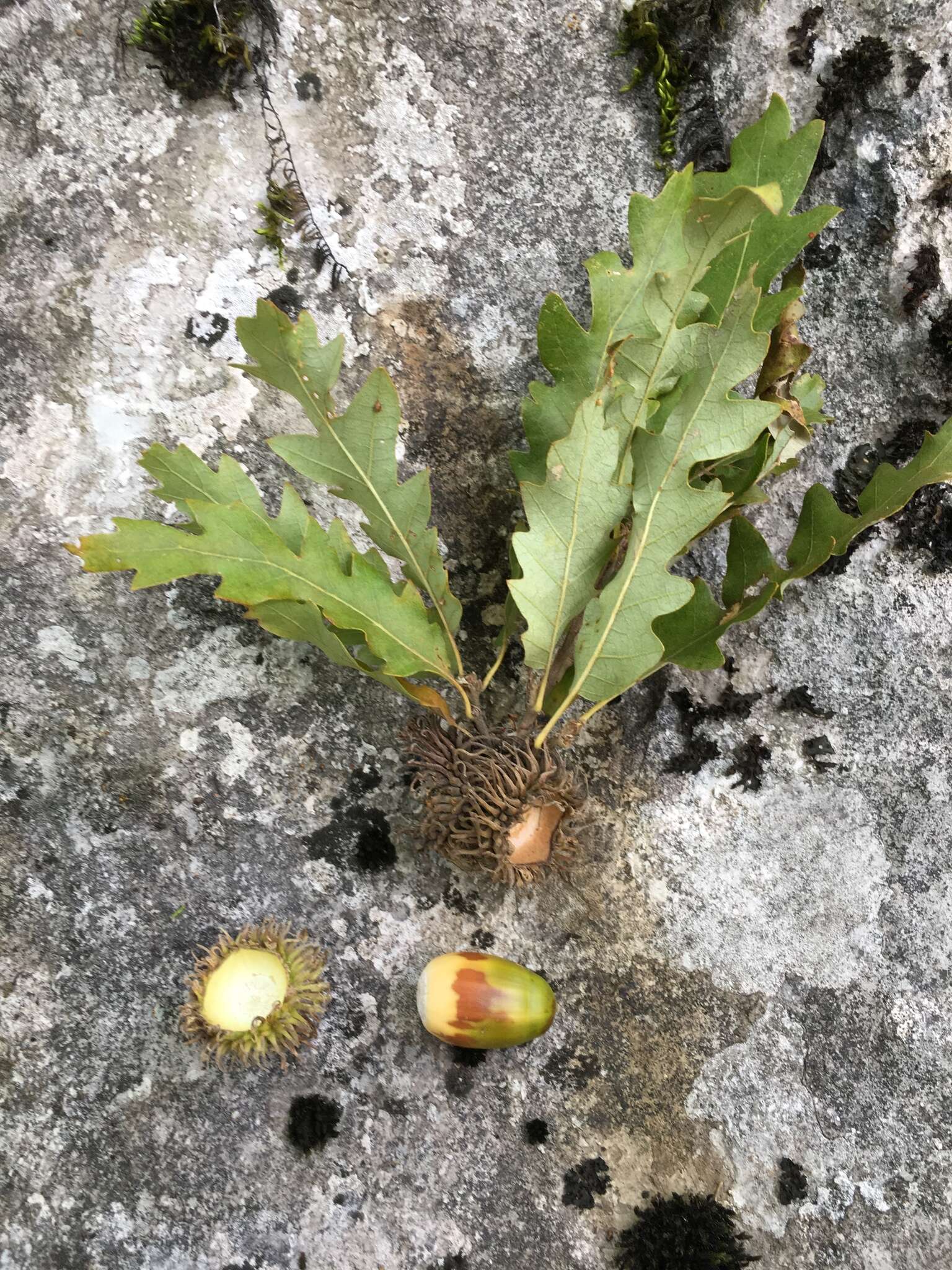 Image of European turkey oak