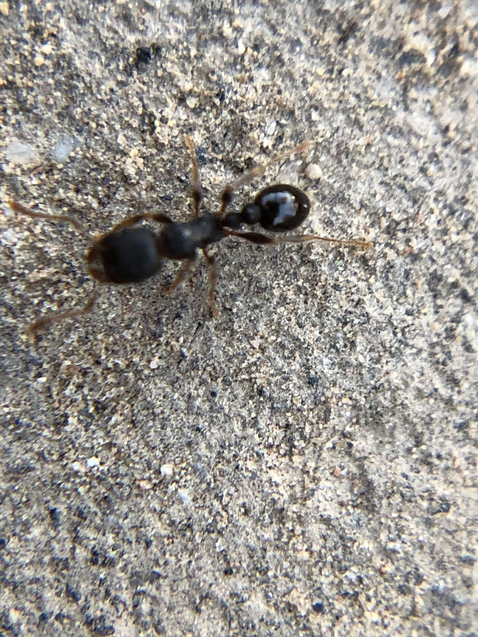 Image of Japanese Pavement Ant