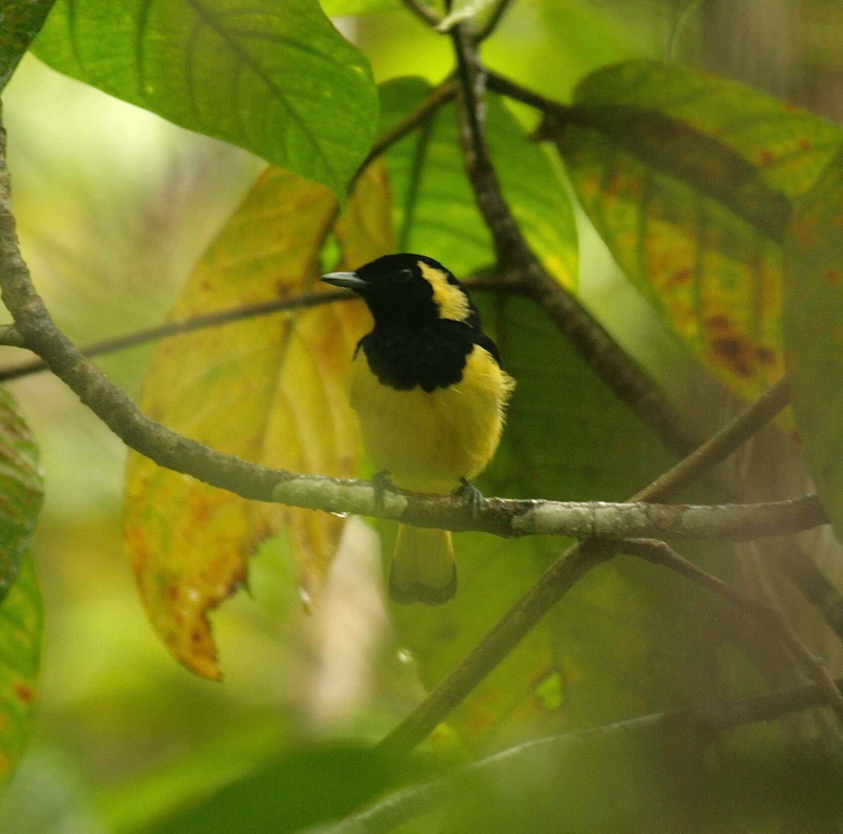 Image of Biak Monarch