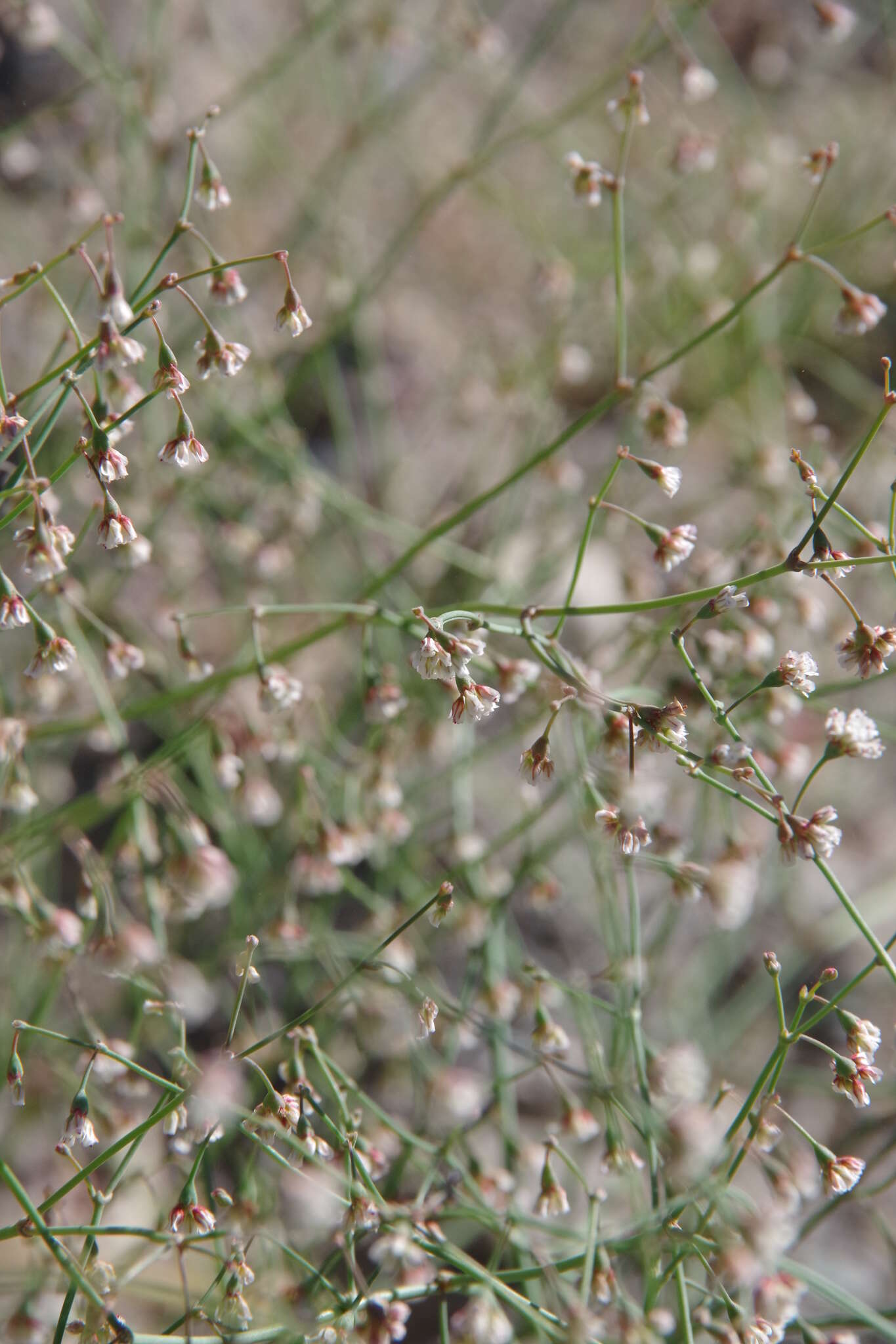 Image of Dugway buckwheat