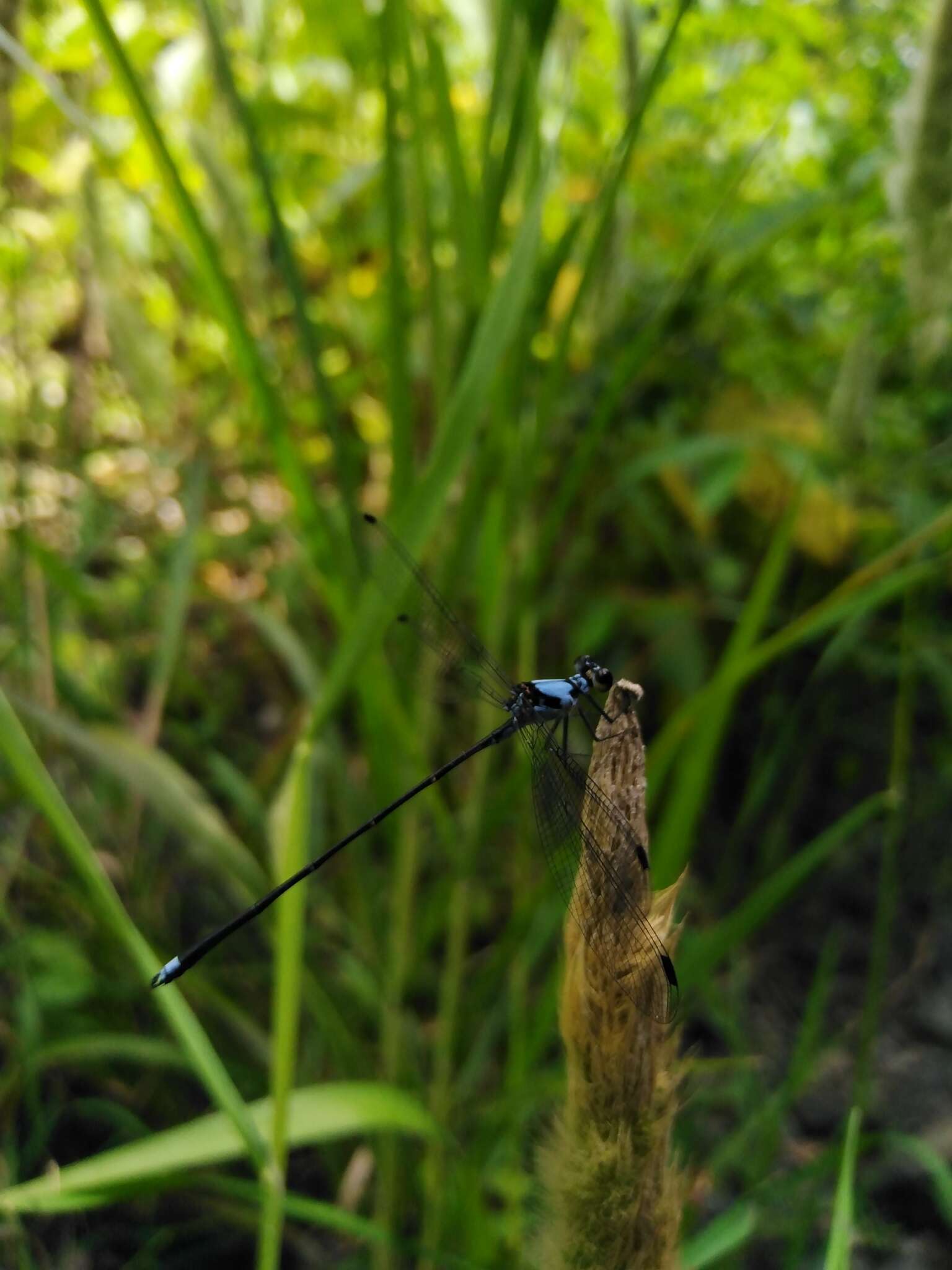 Image de Hypolestes hatuey Torres-Cambas 2015