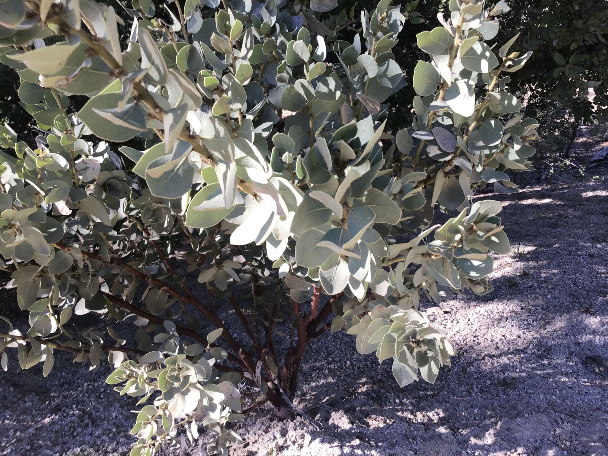 Image of pinkbracted manzanita