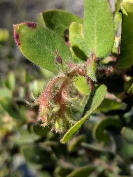 Image of woollyleaf manzanita