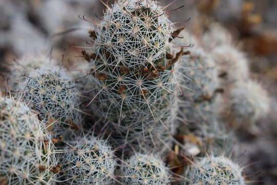 Image of Mammillaria capensis (H. E. Gates) R. T. Craig