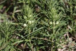 Teucrium laciniatum Torr.的圖片