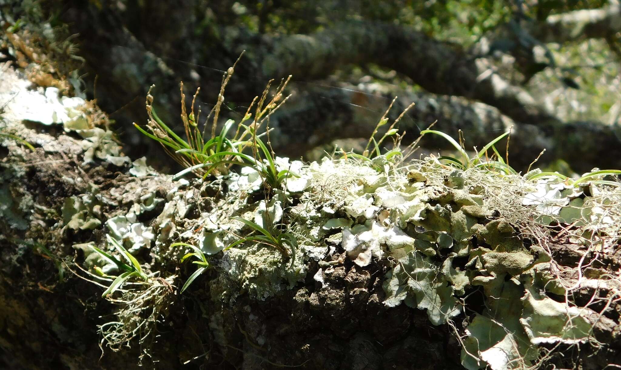 Image of Angraecum pusillum Lindl.