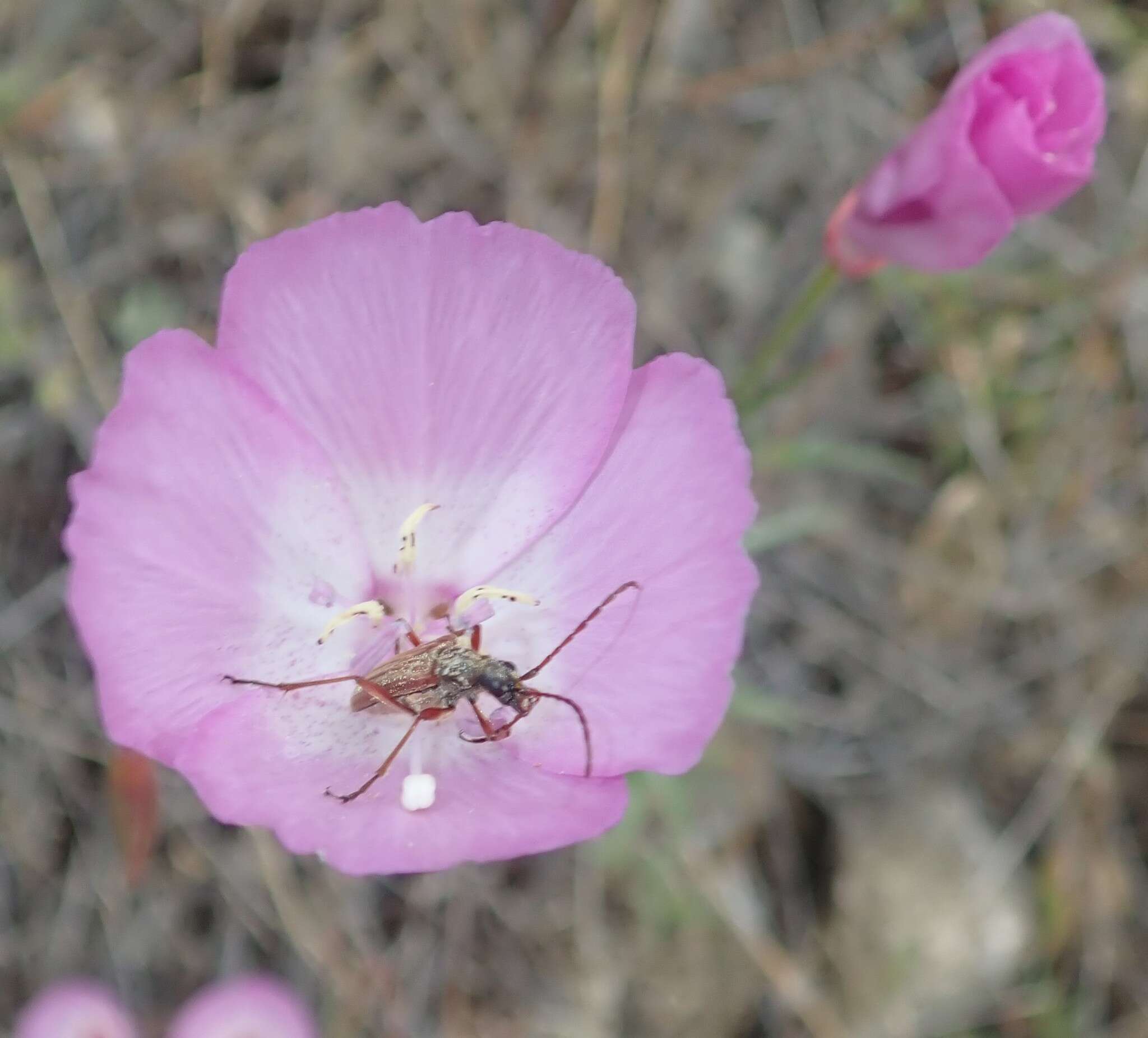 Plancia ëd Clarkia lewisii P. H. Raven & D. R. Parnell