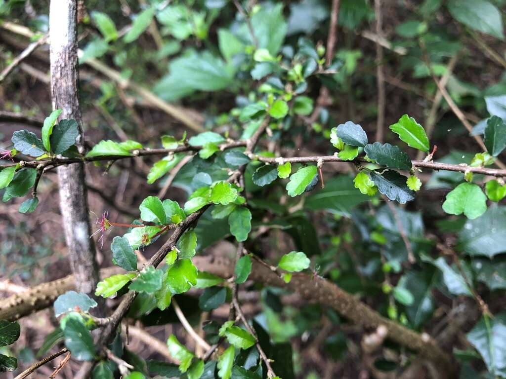 Imagem de Acalypha capillipes Müll. Arg.