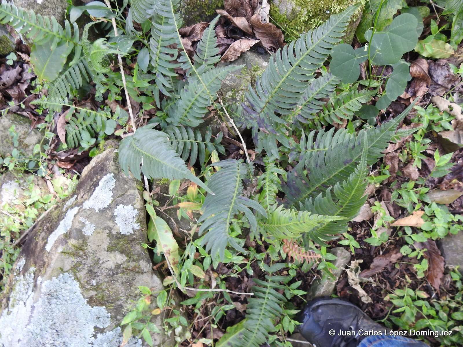 Image of Narrow-Leaf Mid-Sorus Fern