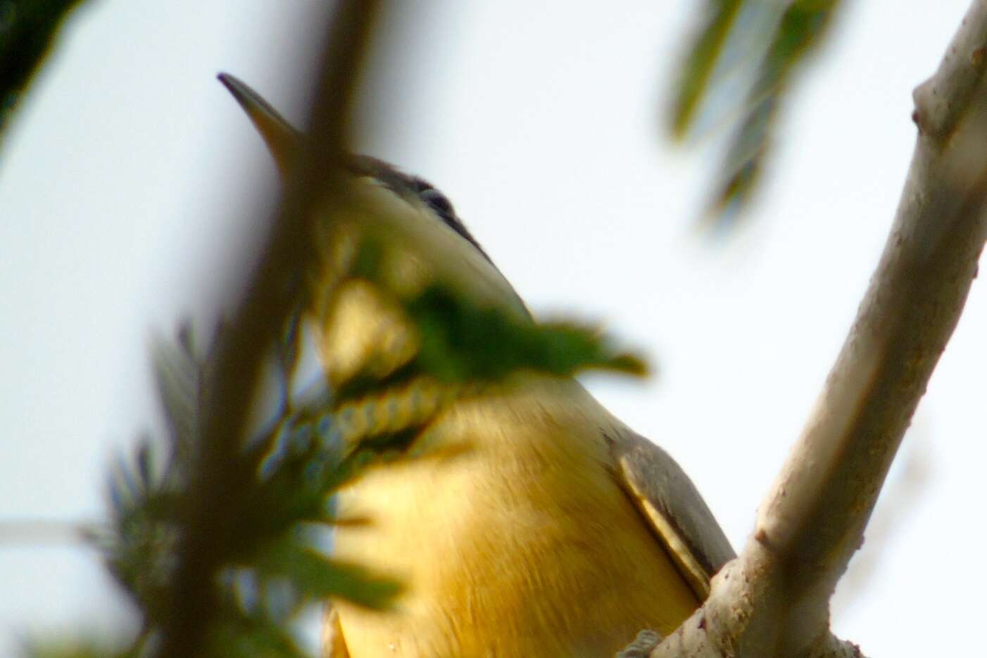 Image of Mangrove Cuckoo