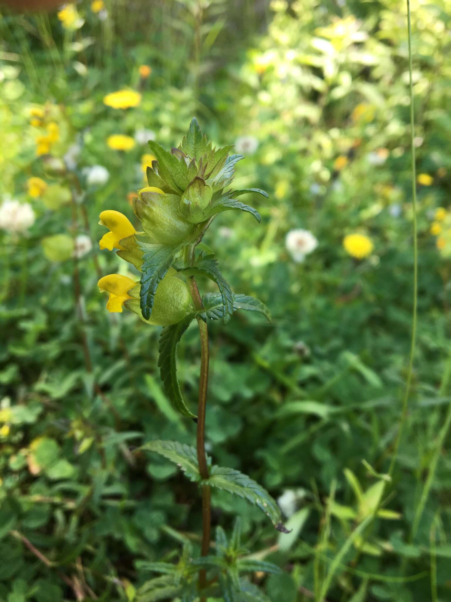 Plancia ëd Rhinanthus minor L.