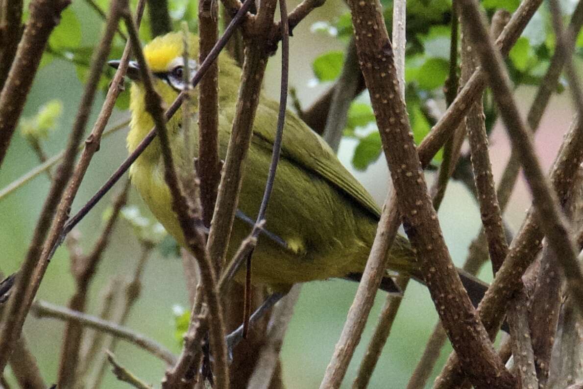 Zosterops kikuyuensis Sharpe 1891 resmi