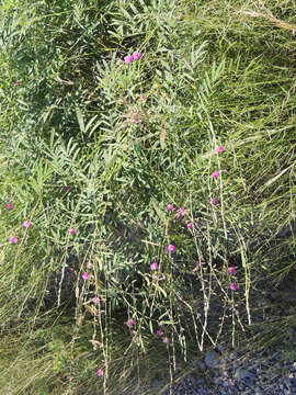 Image of red hoarypea