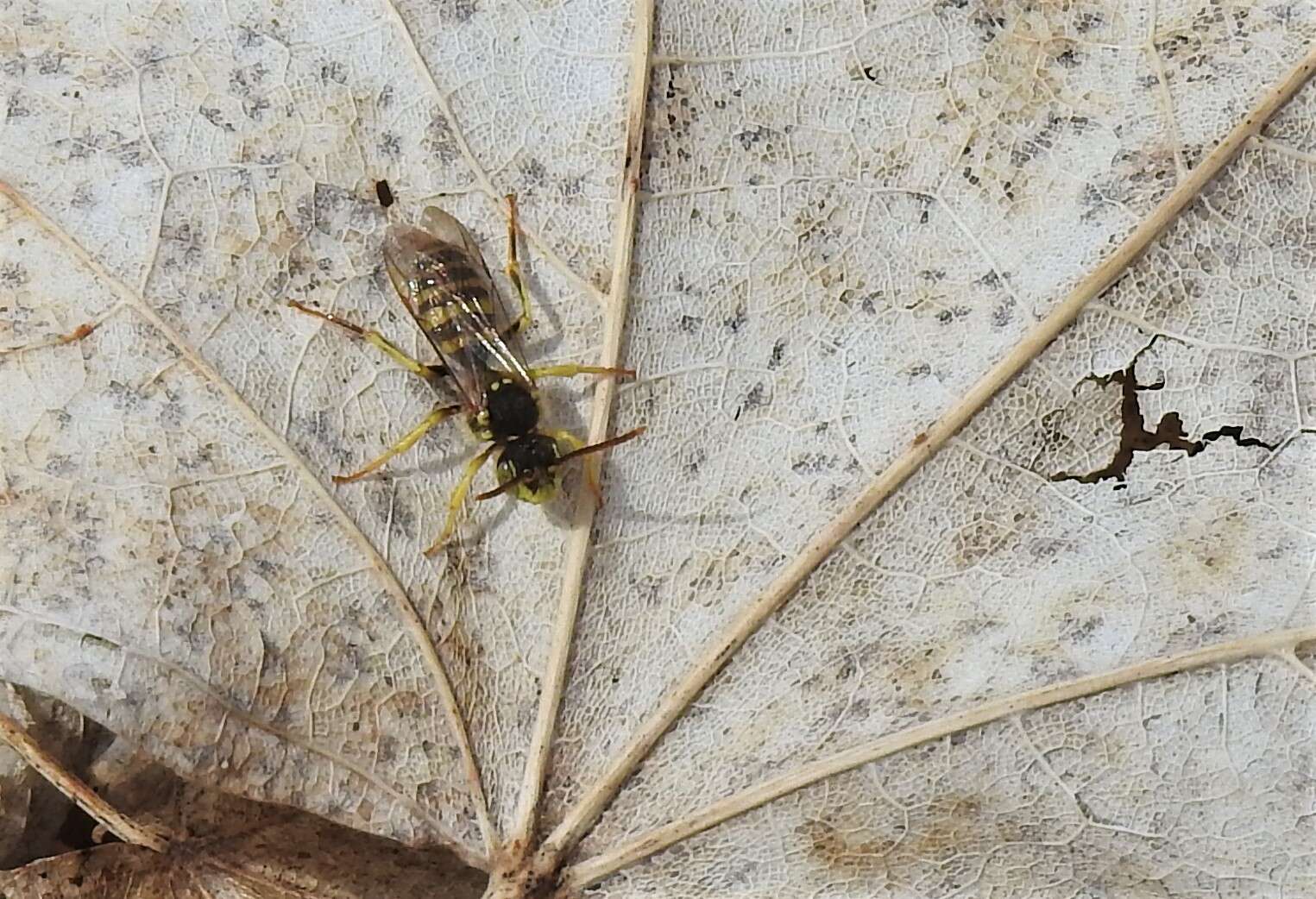 Image of Nomada luteoloides Robertson 1895