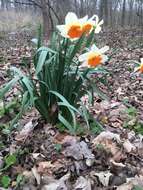 Narcissus incomparabilis Mill. resmi