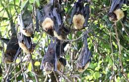 Image of Insular Flying Fox