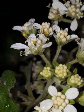 Image of Montanoa tomentosa Cerv.