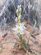 صورة Eremocrinum albomarginatum (M. E. Jones) M. E. Jones