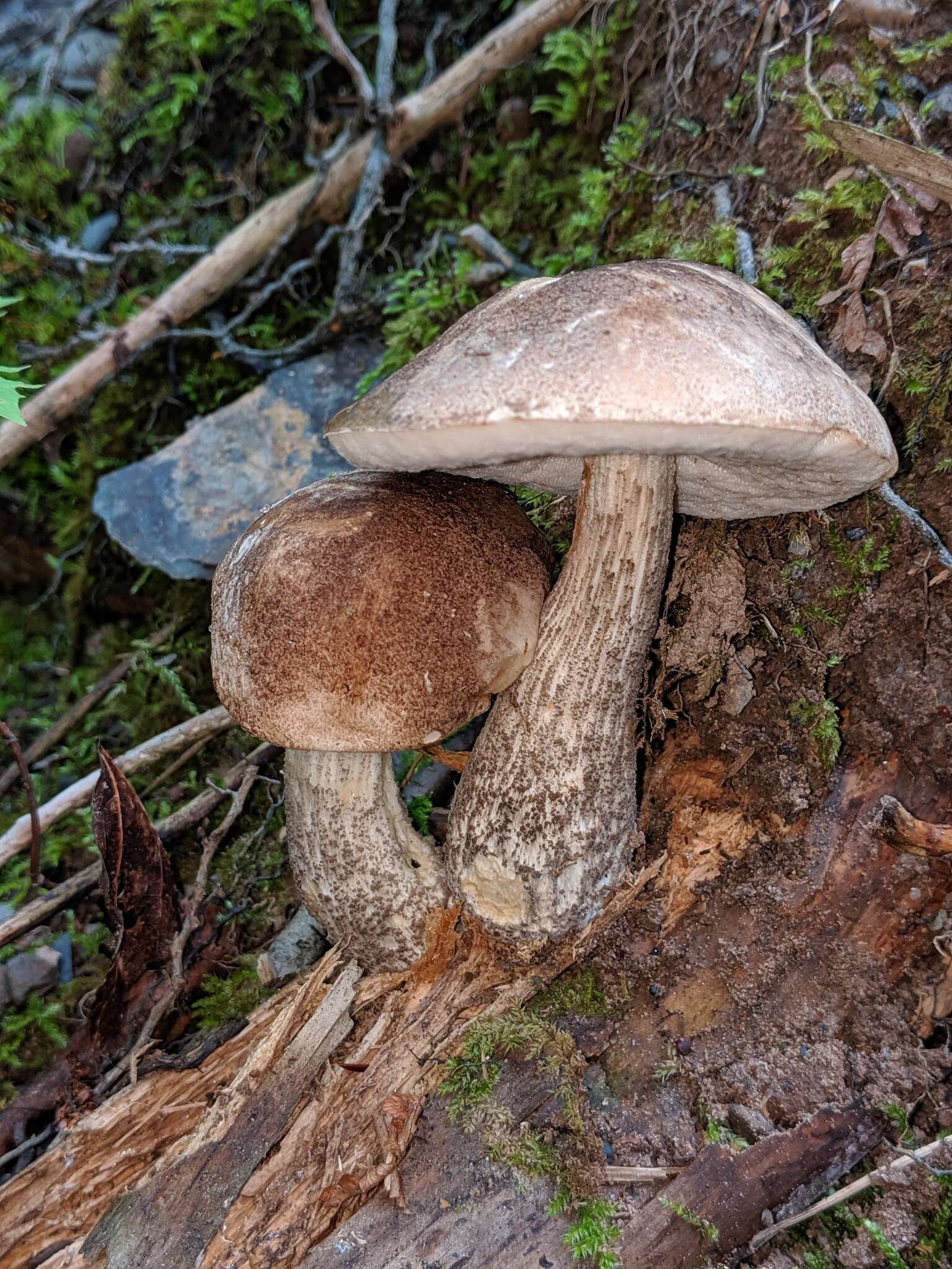 Image of Leccinum snellii A. H. Sm., Thiers & Watling 1967