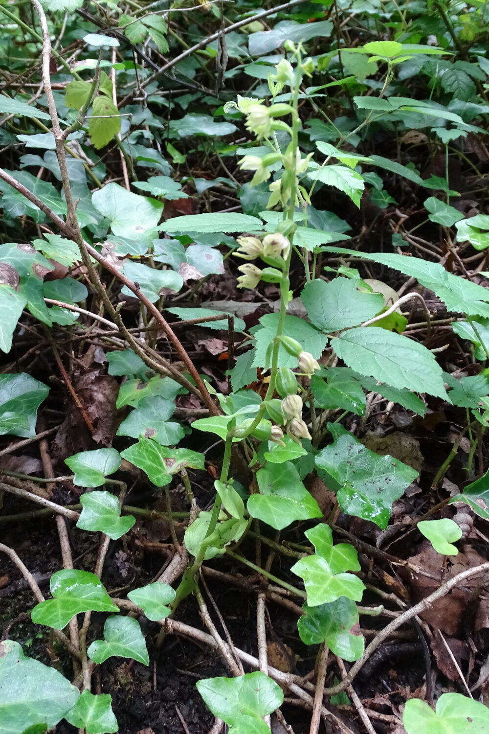 Image of Epipactis albensis Nováková & Rydlo