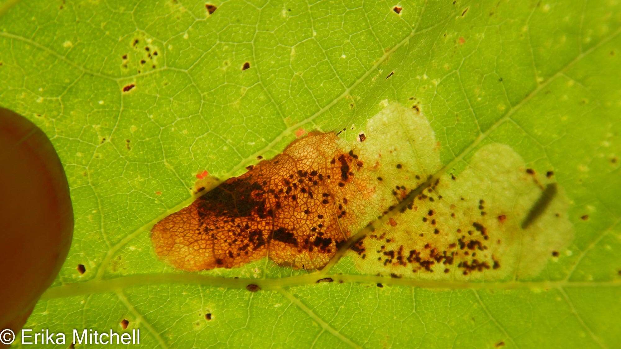 Image of Maple Leafblotch Miner