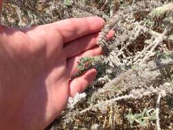 Image of Echium angustifolium Miller