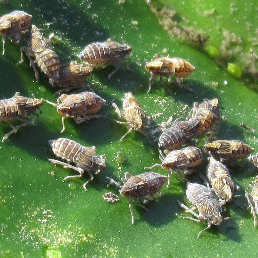 Image of Leafhopper