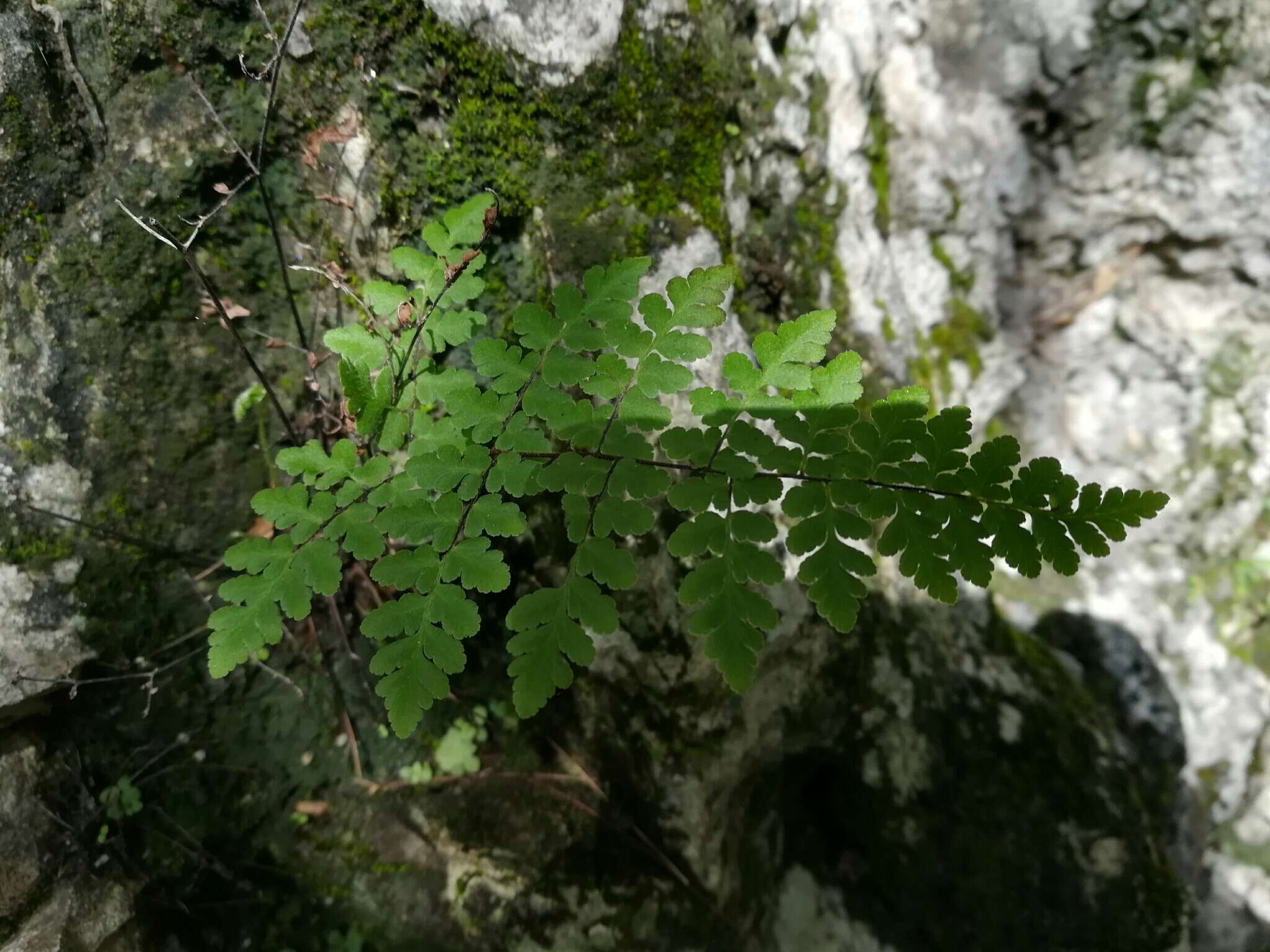 Plancia ëd Myriopteris aemula (Maxon) Grusz & Windham