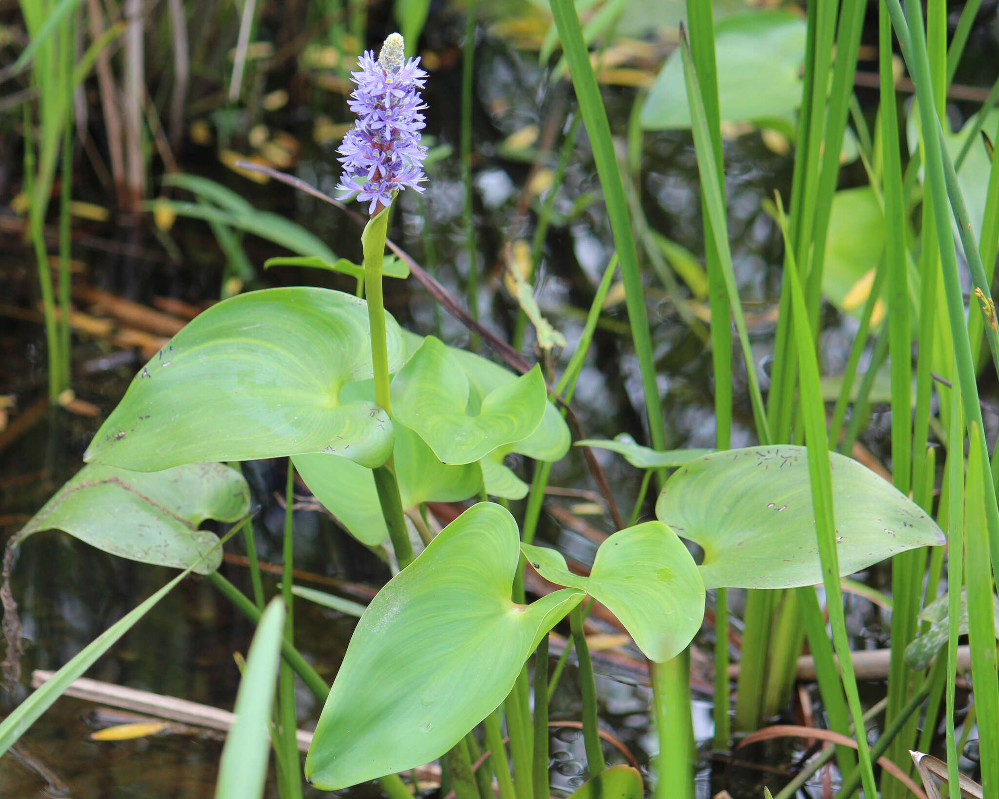 Image of pickerelweed