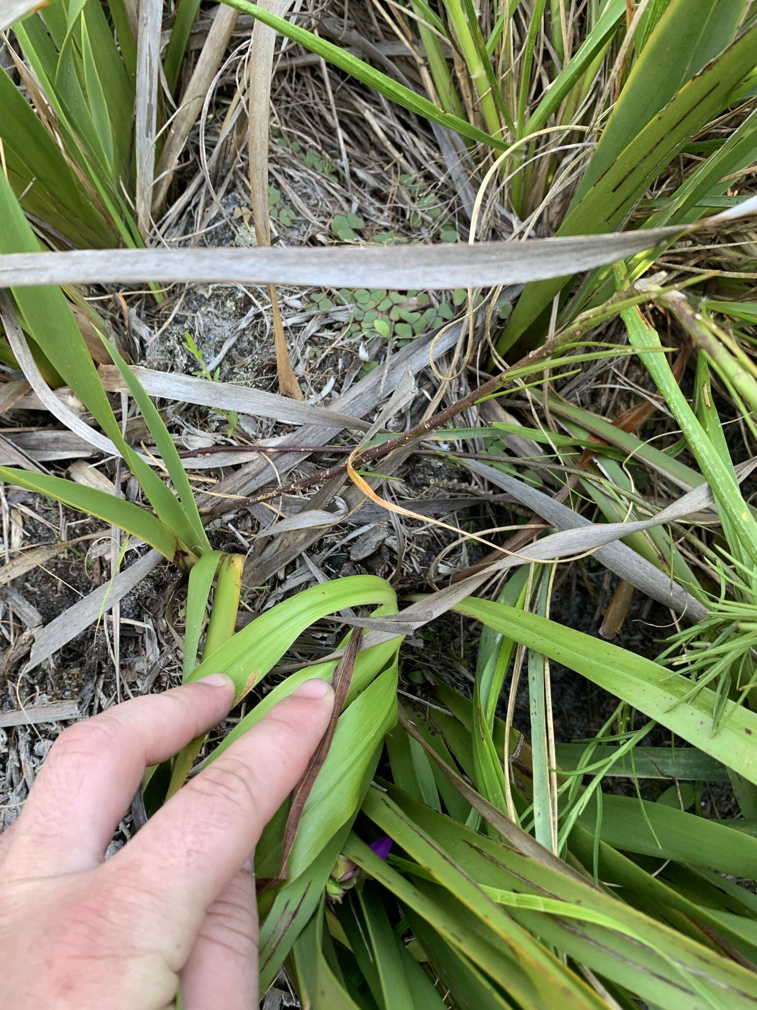 Image of Polygala bracteolata L.