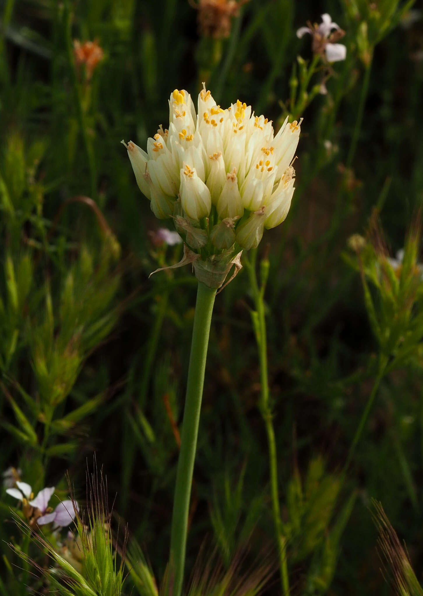 Image of Allium erdelii Zucc.