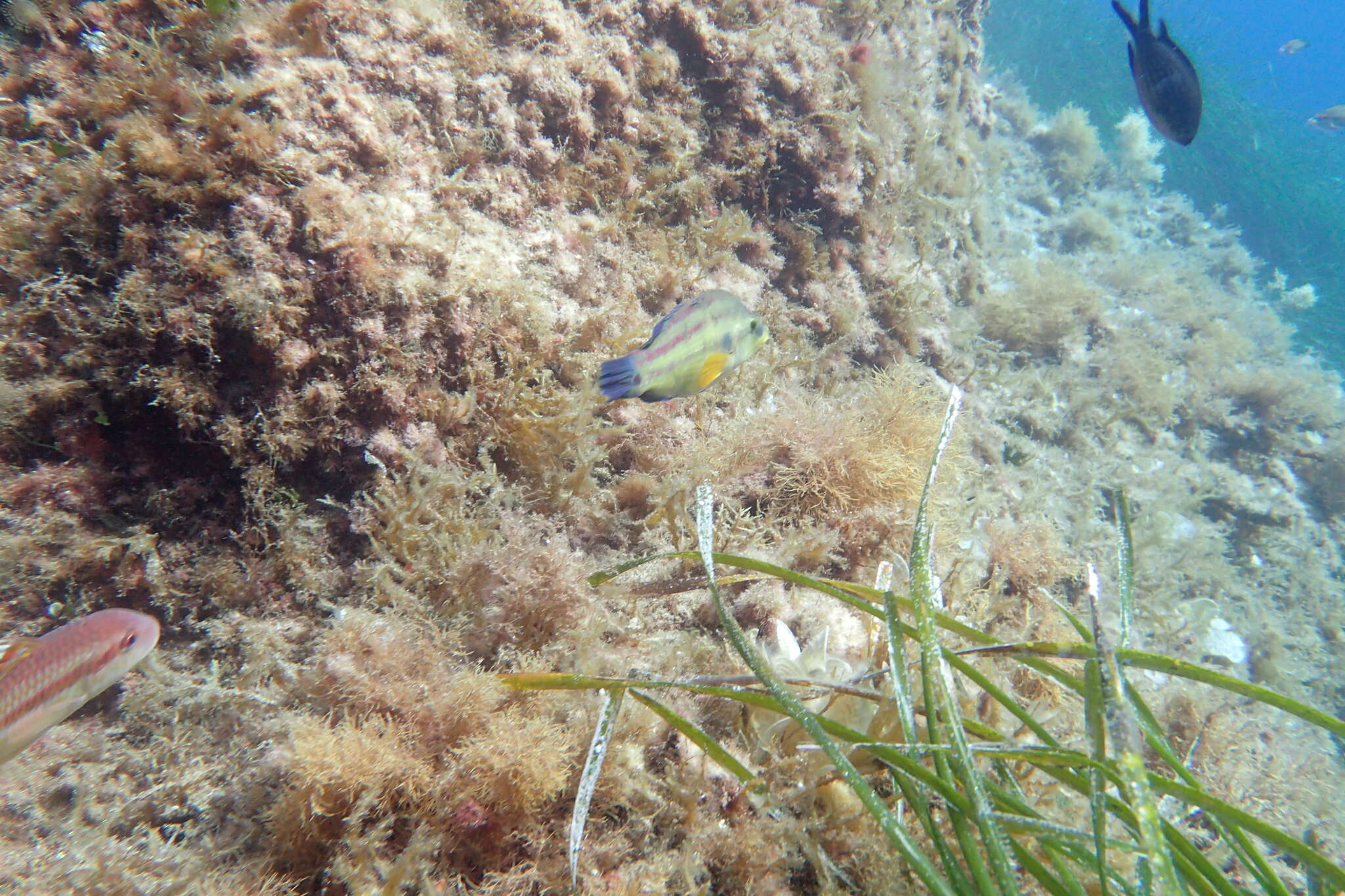 Image of East Atlantic Peacock Wrasse