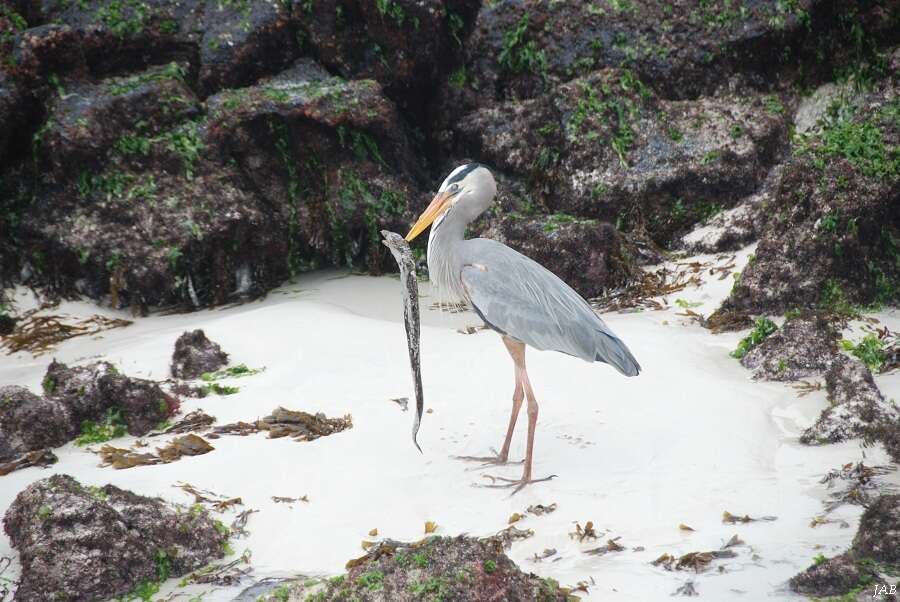 Image of Ardea herodias cognata Bangs 1903