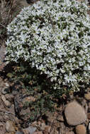 Слика од Arenaria aggregata (L.) Loisel.