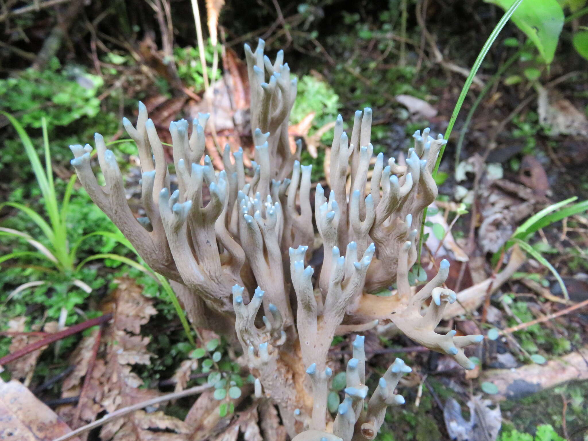 Image of Phaeoclavulina zippelii (Lév.) Overeem 1923