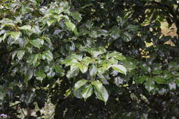 Imagem de Cinnamomum micranthum (Hayata) Hayata