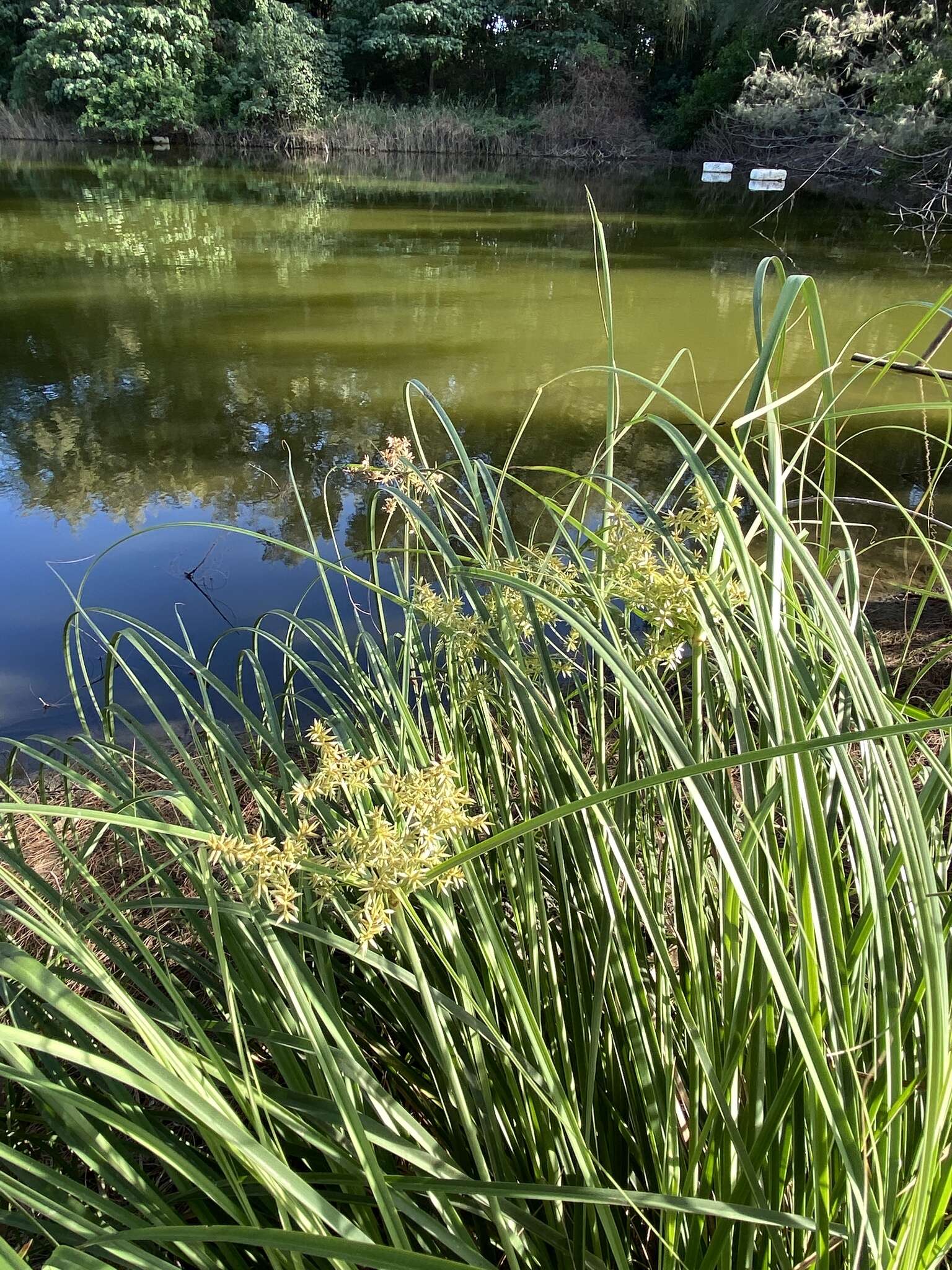 Слика од Cyperus javanicus Houtt.