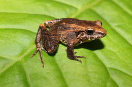 Image of Polymorphic Robber Frog