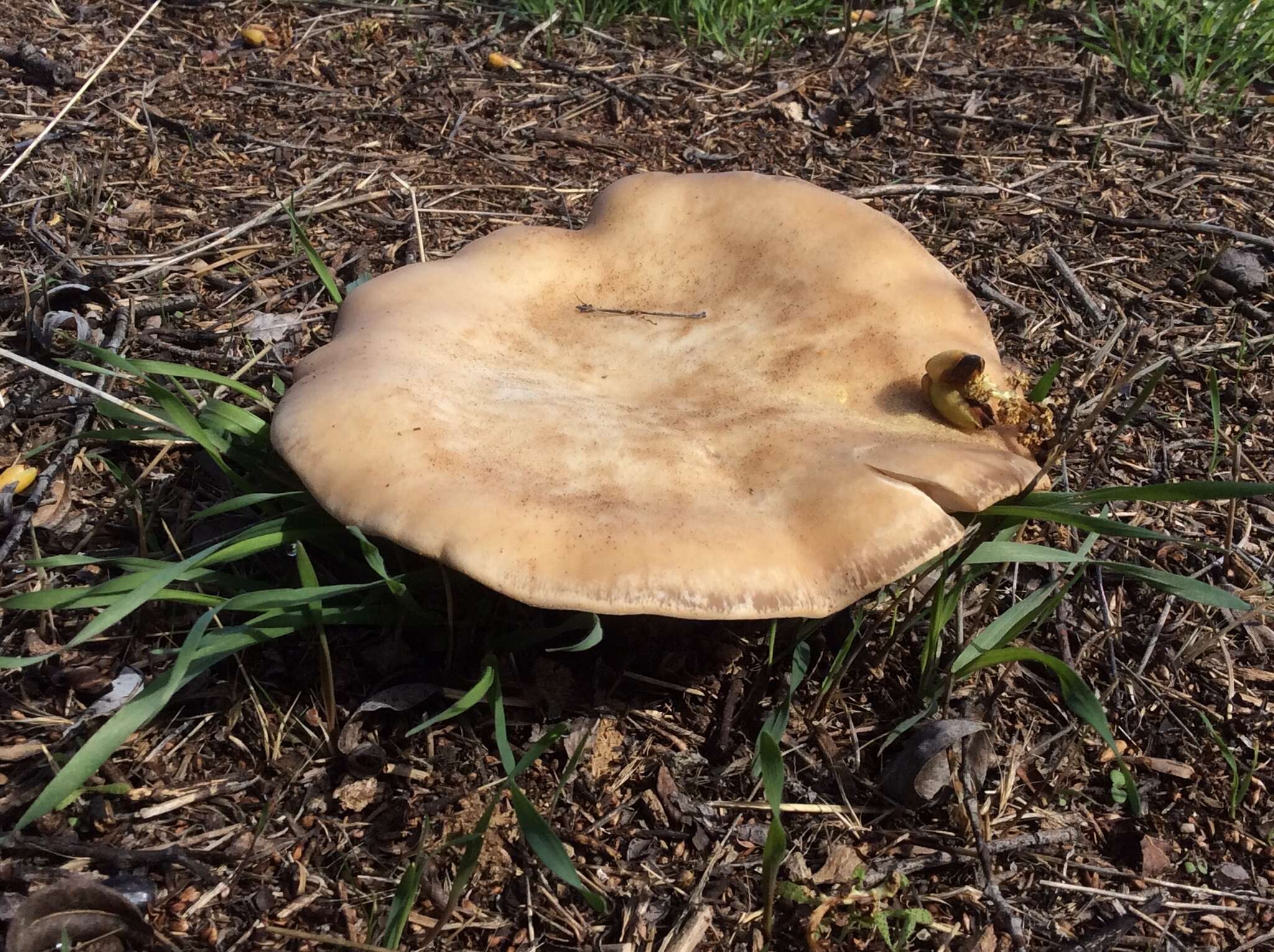 Image of Clitocybe brunneocephala H. E. Bigelow 1982