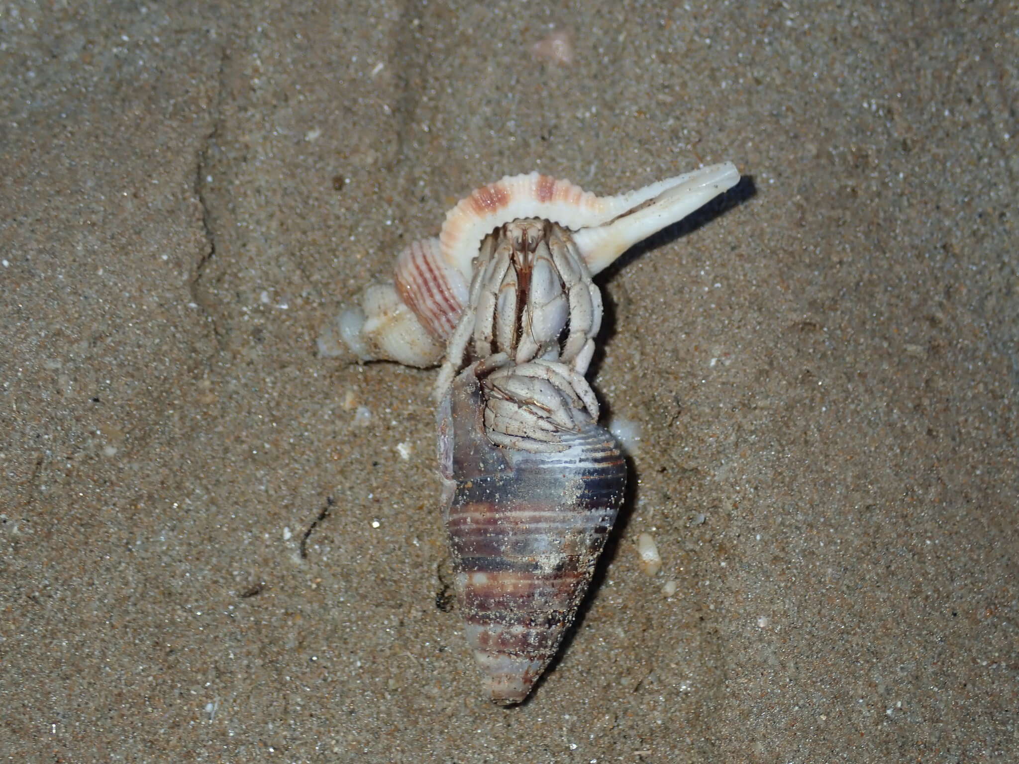 Image de <i>Coenobita variabilis</i>